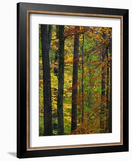 Fall in McCormics Creek State Park, Indiana, USA-Anna Miller-Framed Photographic Print