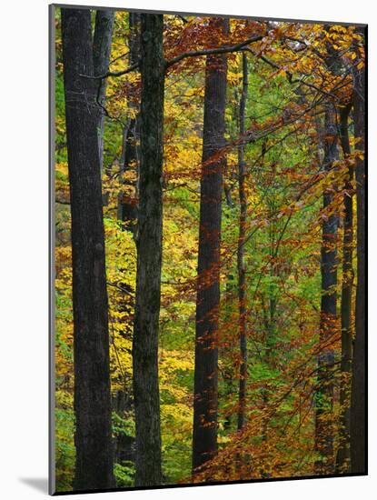 Fall in McCormics Creek State Park, Indiana, USA-Anna Miller-Mounted Photographic Print