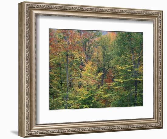 Fall in Northern Hardwood Forest, New Hampshire, USA-Jerry & Marcy Monkman-Framed Photographic Print