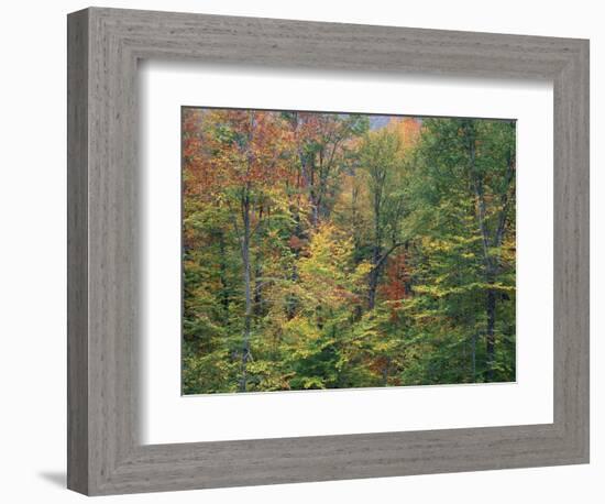 Fall in Northern Hardwood Forest, New Hampshire, USA-Jerry & Marcy Monkman-Framed Photographic Print