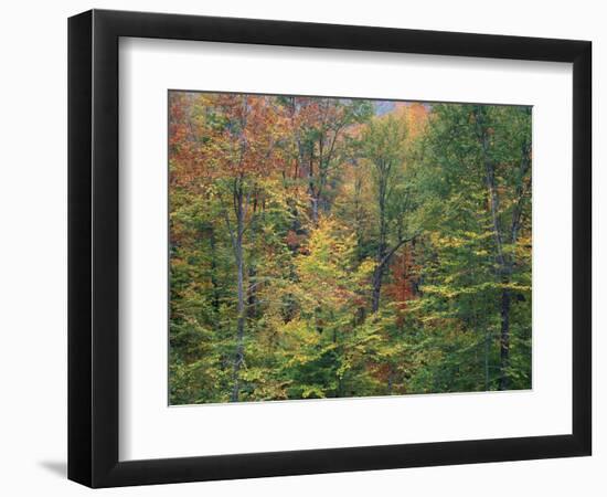 Fall in Northern Hardwood Forest, New Hampshire, USA-Jerry & Marcy Monkman-Framed Photographic Print