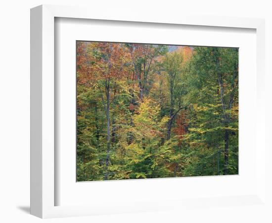 Fall in Northern Hardwood Forest, New Hampshire, USA-Jerry & Marcy Monkman-Framed Photographic Print