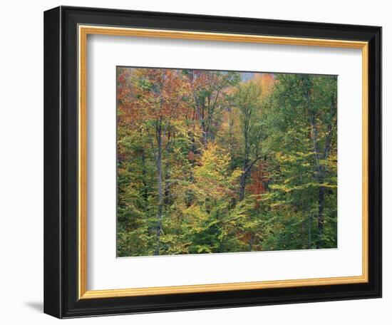 Fall in Northern Hardwood Forest, New Hampshire, USA-Jerry & Marcy Monkman-Framed Photographic Print