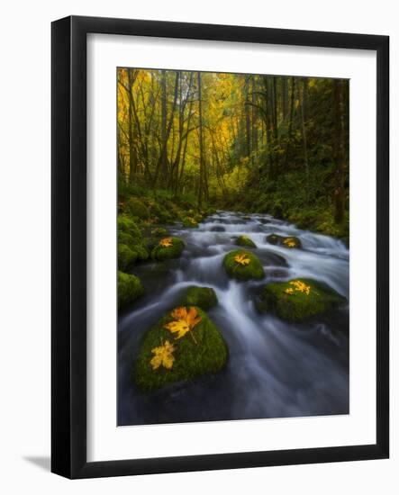 Fall in the Columbia River Gorge in Oregon-Miles Morgan-Framed Photographic Print