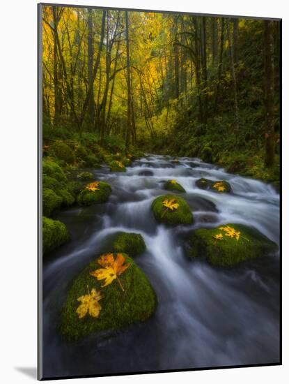 Fall in the Columbia River Gorge in Oregon-Miles Morgan-Mounted Photographic Print