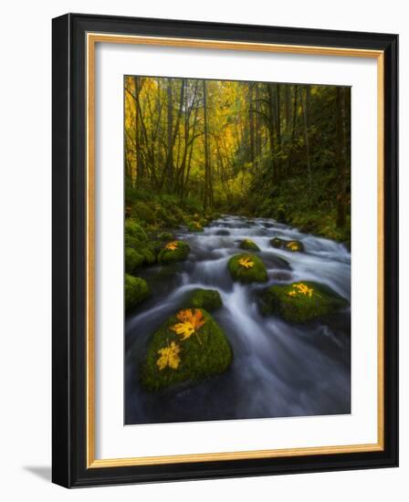 Fall in the Columbia River Gorge in Oregon-Miles Morgan-Framed Photographic Print