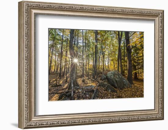 Fall in the forest along the Sweet Trail in Durham, New Hampshire.-Jerry & Marcy Monkman-Framed Photographic Print