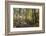 Fall in the forest along the Sweet Trail in Durham, New Hampshire.-Jerry & Marcy Monkman-Framed Photographic Print