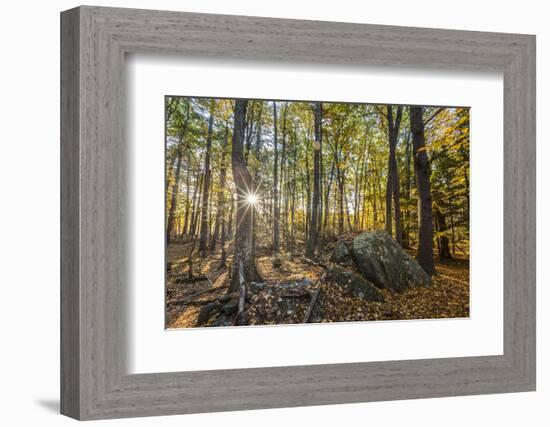 Fall in the forest along the Sweet Trail in Durham, New Hampshire.-Jerry & Marcy Monkman-Framed Photographic Print