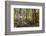 Fall in the forest along the Sweet Trail in Durham, New Hampshire.-Jerry & Marcy Monkman-Framed Photographic Print