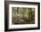 Fall in the forest along the Sweet Trail in Durham, New Hampshire.-Jerry & Marcy Monkman-Framed Photographic Print