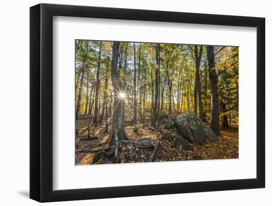 Fall in the forest along the Sweet Trail in Durham, New Hampshire.-Jerry & Marcy Monkman-Framed Photographic Print