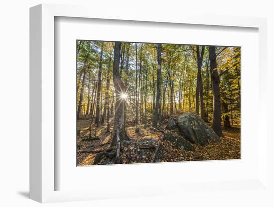 Fall in the forest along the Sweet Trail in Durham, New Hampshire.-Jerry & Marcy Monkman-Framed Photographic Print