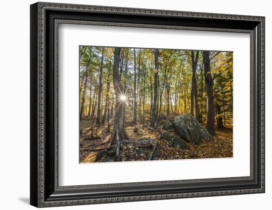 Fall in the forest along the Sweet Trail in Durham, New Hampshire.-Jerry & Marcy Monkman-Framed Photographic Print