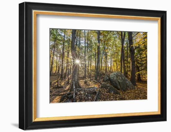 Fall in the forest along the Sweet Trail in Durham, New Hampshire.-Jerry & Marcy Monkman-Framed Photographic Print