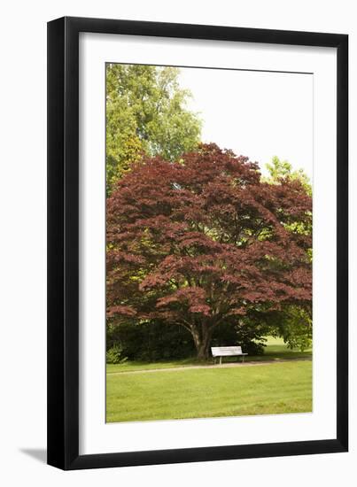 Fall in the Park-Karyn Millet-Framed Photographic Print
