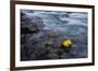Fall is Here-Lydia Jacobs-Framed Photographic Print