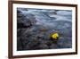 Fall is Here-Lydia Jacobs-Framed Photographic Print