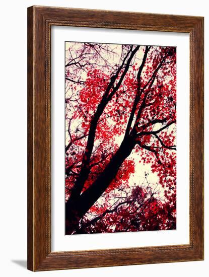 Fall Japanese Maples, Oakland-Vincent James-Framed Photographic Print