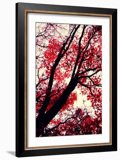 Fall Japanese Maples, Oakland-Vincent James-Framed Photographic Print