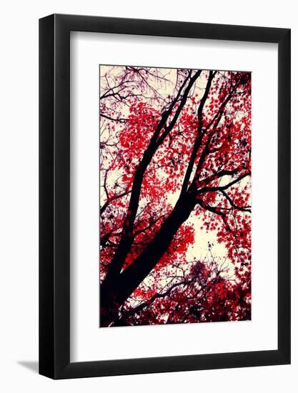 Fall Japanese Maples, Oakland-Vincent James-Framed Photographic Print