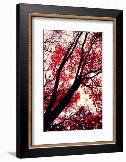 Fall Japanese Maples, Oakland-Vincent James-Framed Photographic Print