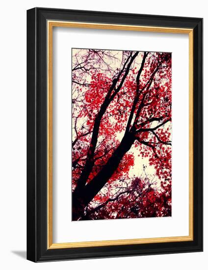 Fall Japanese Maples, Oakland-Vincent James-Framed Photographic Print