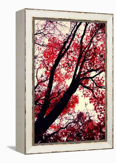 Fall Japanese Maples, Oakland-Vincent James-Framed Premier Image Canvas