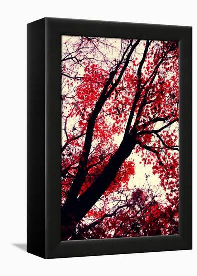 Fall Japanese Maples, Oakland-Vincent James-Framed Premier Image Canvas