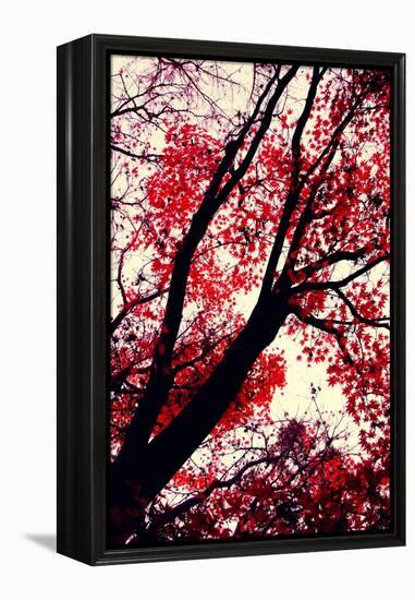Fall Japanese Maples, Oakland-Vincent James-Framed Premier Image Canvas