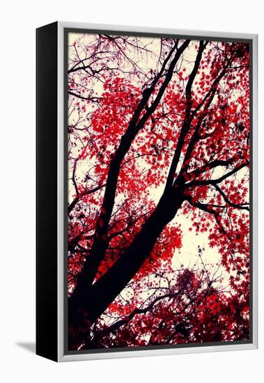 Fall Japanese Maples, Oakland-Vincent James-Framed Premier Image Canvas
