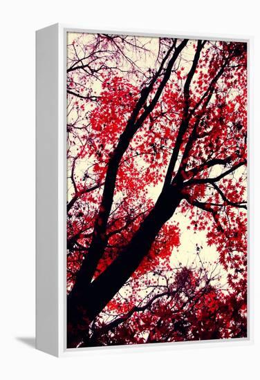 Fall Japanese Maples, Oakland-Vincent James-Framed Premier Image Canvas