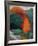 Fall Landscape-Robert Buffolini-Framed Collectable Print