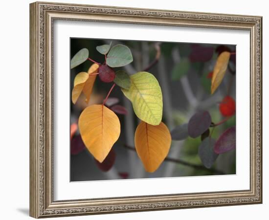 Fall Leaf Bouquet-Nicole Katano-Framed Photo