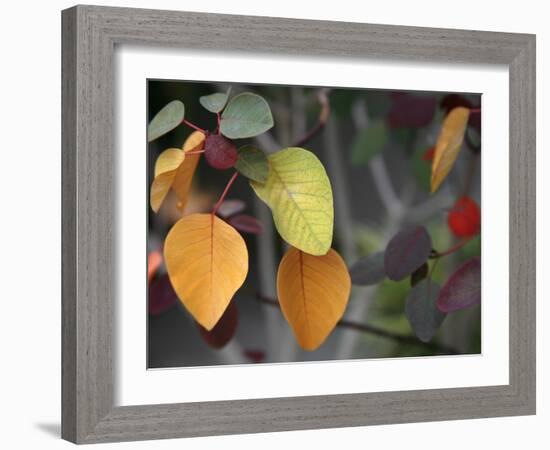 Fall Leaf Bouquet-Nicole Katano-Framed Photo