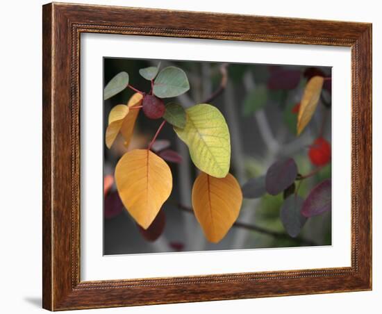 Fall Leaf Bouquet-Nicole Katano-Framed Photo