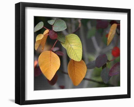 Fall Leaf Bouquet-Nicole Katano-Framed Photo