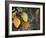 Fall Leaf Bouquet-Nicole Katano-Framed Photo