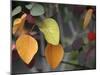 Fall Leaf Bouquet-Nicole Katano-Mounted Photo