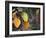 Fall Leaf Bouquet-Nicole Katano-Framed Photo