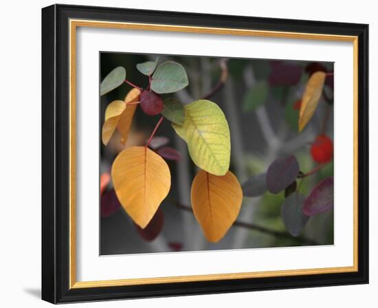 Fall Leaf Bouquet-Nicole Katano-Framed Photo