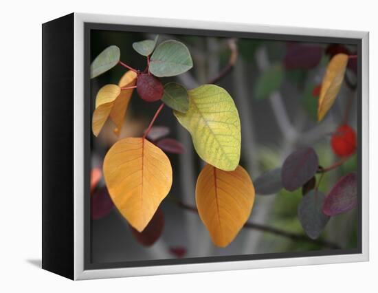 Fall Leaf Bouquet-Nicole Katano-Framed Stretched Canvas