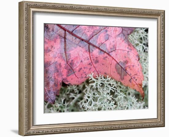 Fall Leaf on Reindeer Moss, Forest Floor of Acadia National Park, Maine, USA-Joanne Wells-Framed Photographic Print