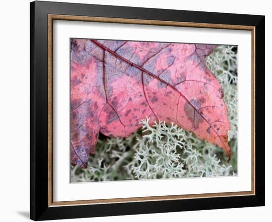 Fall Leaf on Reindeer Moss, Forest Floor of Acadia National Park, Maine, USA-Joanne Wells-Framed Photographic Print