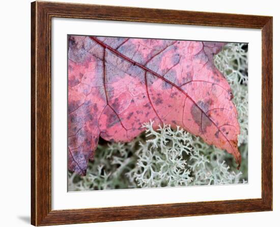 Fall Leaf on Reindeer Moss, Forest Floor of Acadia National Park, Maine, USA-Joanne Wells-Framed Photographic Print