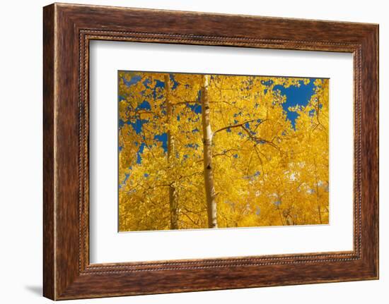 Fall leaf on the 10K Trail, Sandia mountains, New Mexico-Maresa Pryor-Luzier-Framed Photographic Print