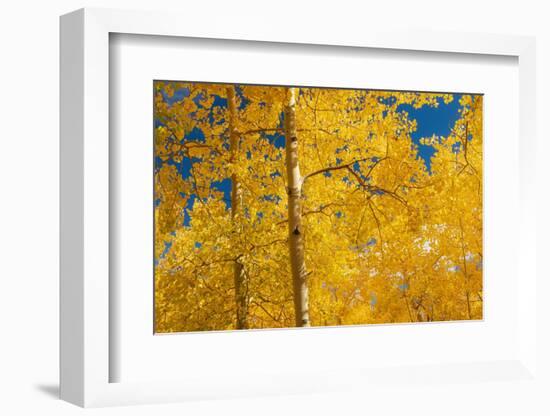 Fall leaf on the 10K Trail, Sandia mountains, New Mexico-Maresa Pryor-Luzier-Framed Photographic Print