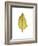 Fall Leaf Study I-Grace Popp-Framed Art Print