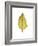 Fall Leaf Study I-Grace Popp-Framed Art Print