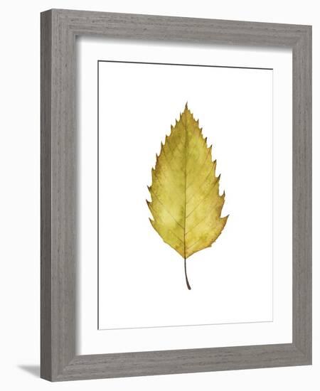 Fall Leaf Study I-Grace Popp-Framed Art Print